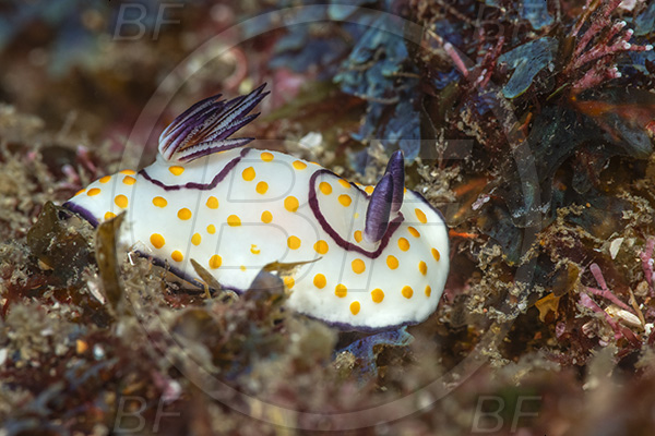 Aliwal shoal, Umkomaas, South Africa, Indian ocean, Goniobranchus annulatus, Goniobranchus, Chromodorididae, Ringed nudibranch, Nudibranch, Sea slug, Gastropoda, Mollusca, Mollusc