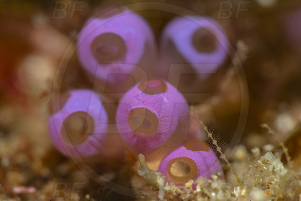 Aliwal shoal, Umkomaas, South Africa, Indian ocean, Colony of Tunicates, Ascidiacea, Tunicata, Tunicate, Unidentified