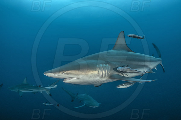 Aliwal shoal, Umkomaas, South Africa, Indian ocean, Carcharhinus limbatus, Carcharhinus, Carcharhinidae, Elasmobranchii, Oceanic blacktip shark, Shark, Echeneis naucrates, Echeneidae, Slender Suckerfish, Suckerfish, Fish