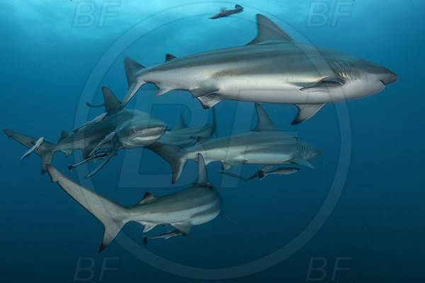 Aliwal shoal, Umkomaas, South Africa, Indian ocean, Carcharhinus limbatus, Carcharhinus, Carcharhinidae, Elasmobranchii, Oceanic blacktip shark, Shark, Echeneis naucrates, Echeneidae, Slender Suckerfish, Suckerfish, Fish, Shark school