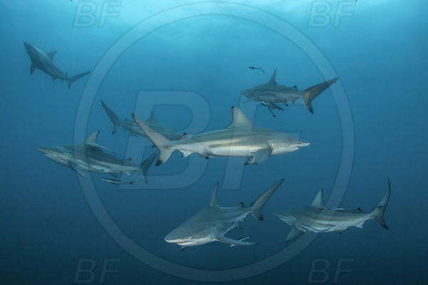 Aliwal shoal, Umkomaas, South Africa, Indian ocean, Carcharhinus limbatus, Carcharhinus, Carcharhinidae, Elasmobranchii, Oceanic blacktip shark, Shark, Fish, Shark school