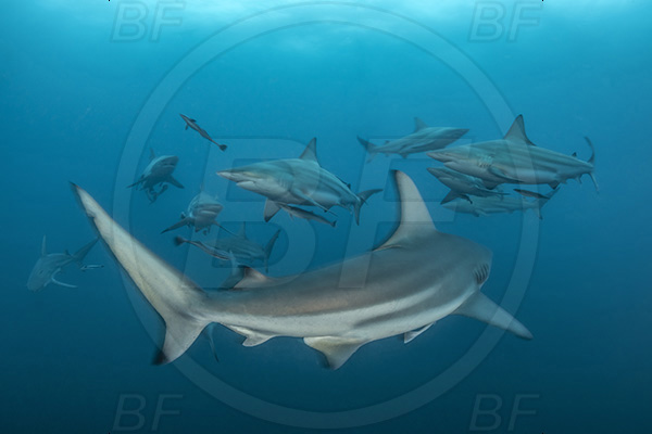 Aliwal shoal, Umkomaas, South Africa, Indian ocean, Carcharhinus limbatus, Carcharhinus, Carcharhinidae, Elasmobranchii, Oceanic blacktip shark, Shark, Fish, Shark school