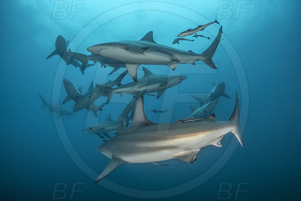 Aliwal shoal, Umkomaas, South Africa, Indian ocean, Carcharhinus limbatus, Carcharhinus, Carcharhinidae, Elasmobranchii, Oceanic blacktip shark, Shark, Fish, Shark school