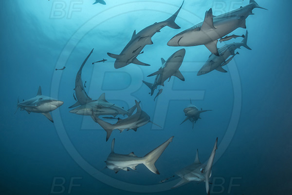 Aliwal shoal, Umkomaas, South Africa, Indian ocean, Carcharhinus limbatus, Carcharhinus, Carcharhinidae, Elasmobranchii, Oceanic blacktip shark, Shark, Fish, Shark school