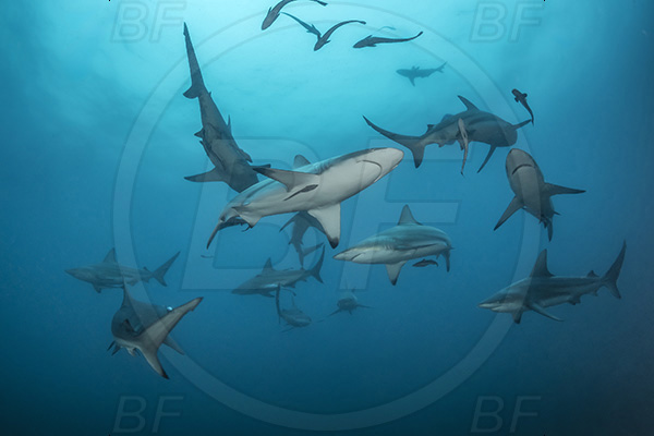 Aliwal shoal, Umkomaas, South Africa, Indian ocean, Carcharhinus limbatus, Carcharhinus, Carcharhinidae, Elasmobranchii, Oceanic blacktip shark, Shark, Fish, Shark school