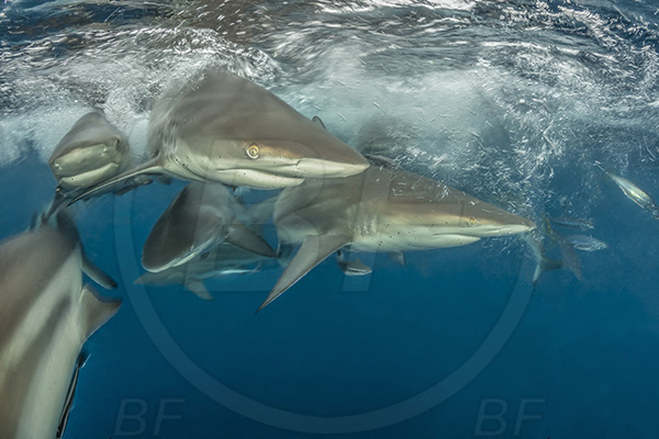 Aliwal shoal, Umkomaas, South Africa, Indian ocean, Carcharhinus limbatus, Carcharhinus, Carcharhinidae, Elasmobranchii, Oceanic blacktip shark, Shark, Fish, Shark school, Surface