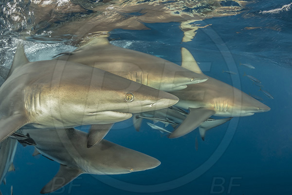 Aliwal shoal, Umkomaas, South Africa, Indian ocean, Carcharhinus limbatus, Carcharhinus, Carcharhinidae, Elasmobranchii, Oceanic blacktip shark, Shark, Fish, Shark school, Surface