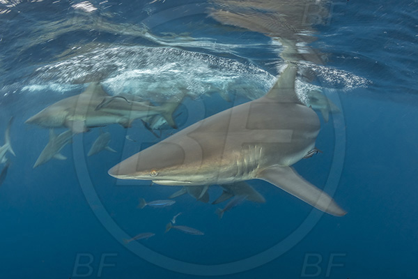 Aliwal shoal, Umkomaas, South Africa, Indian ocean, Carcharhinus limbatus, Carcharhinus, Carcharhinidae, Elasmobranchii, Oceanic blacktip shark, Shark, Fish, Shark school, Surface