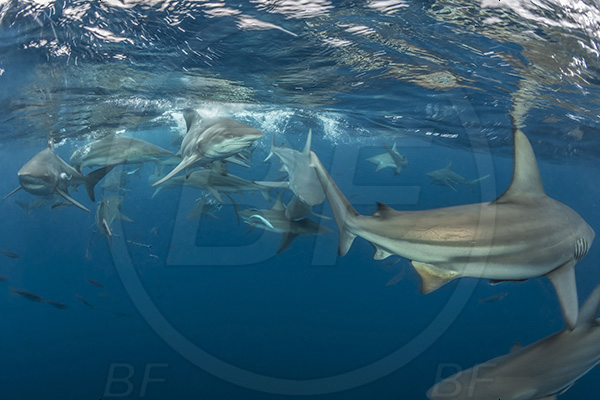 Aliwal shoal, Umkomaas, South Africa, Indian ocean, Carcharhinus limbatus, Carcharhinus, Carcharhinidae, Elasmobranchii, Oceanic blacktip shark, Shark, Fish, Shark school, Surface