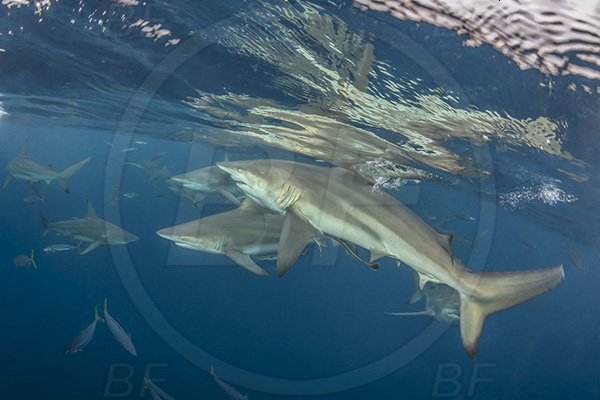 Aliwal shoal, Umkomaas, South Africa, Indian ocean, Carcharhinus limbatus, Carcharhinus, Carcharhinidae, Elasmobranchii, Oceanic blacktip shark, Shark, Fish, Shark school, Surface