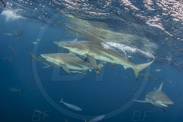 Aliwal shoal, Umkomaas, South Africa, Indian ocean, Carcharhinus limbatus, Carcharhinus, Carcharhinidae, Elasmobranchii, Oceanic blacktip shark, Shark, Fish, Shark school, Surface