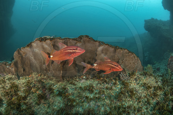 Aliwal shoal, Umkomaas, South Africa, Indian ocean, Parupeneus rubescens, Parupeneus, Mullidae, Rosy goatfish, Goatfish, Fish, Reef