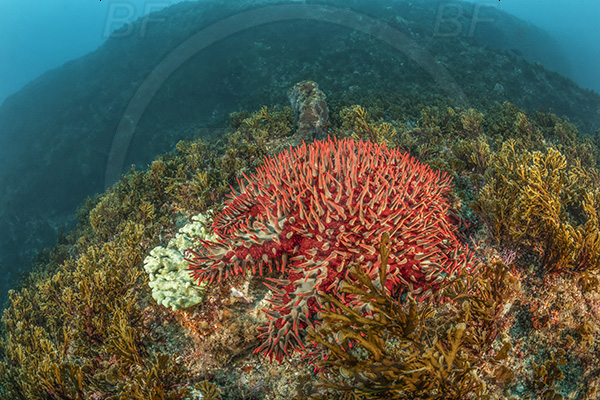 Aliwal shoal, Umkomaas, South Africa, Indian ocean, Acanthaster planci, Acanthaster, Acanthasteridae, Crown-of-thorns starfish, Starfish, Asteroidea, Echinodermata, Echinoderm, Reef