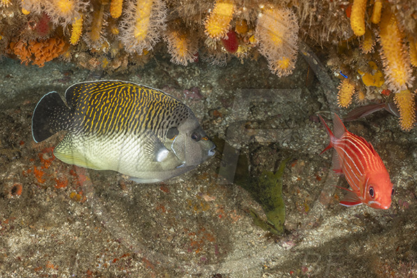 Aliwal shoal, Umkomaas, South Africa, Indian ocean, Apolemichthys kingi, Apolemichthys, Pomacanthidae, Tiger angelfish, Angelfish, Fish