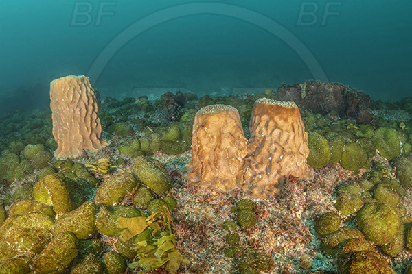 Aliwal shoal, Umkomaas, South Africa, Indian ocean, Sponge, Porifera, Reef, Unidentified