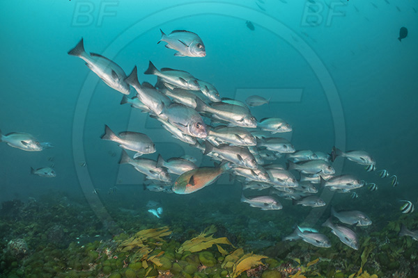 Aliwal shoal, Umkomaas, South Africa, Indian ocean, Polyamblyodon germanum, Polyamblyodon, Sparidae, German, Seabream, Fish, Fish school, Reef
