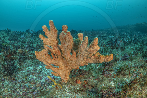 Protea banks, Shelly beach, South Africa, Indian ocean, Sponge, Porifera, Reef, Unidentified