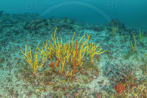 Protea banks, Shelly beach, South Africa, Indian ocean, Cnidaria, Cnidarian, Reef, Various benthic life, Reef, Unidentified