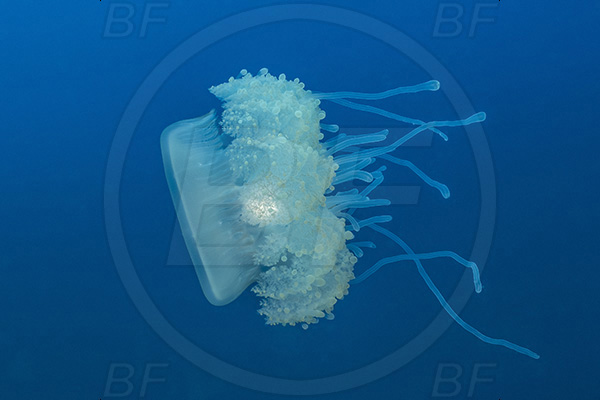 Protea banks, Shelly beach, South Africa, Indian ocean, Cephea cephea, Cephea, Cepheidae, Scyphozoa, Cnidaria, Cnidarian, Cauliflower jellyfish, Crown jellyfish, Jellyfish