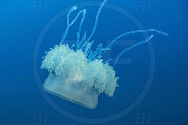 Protea banks, Shelly beach, South Africa, Indian ocean, Cephea cephea, Cephea, Cepheidae, Scyphozoa, Cnidaria, Cnidarian, Cauliflower jellyfish, Crown jellyfish, Jellyfish