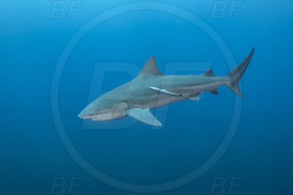 Protea banks, Shelly beach, South Africa, Indian ocean, Carcharhinus leucas, Carcharhinus, Carcharhinidae, Elasmobranchii, Bull Shark, Shark, Echeneis naucrates, Echeneidae, Slender Suckerfish, Suckerfish, Fish