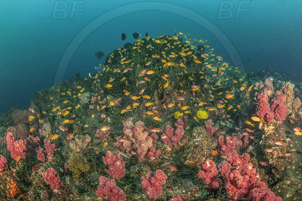 Landers, Umkomaas, South Africa, Indian ocean, Tubastraea micrantha, Tubastraea, Dendrophylliidae, Black sun coral, Coral, Anthozoa, Cnidaria, Cnidarian, Reef, Pseudanthias squamipinnis, Pseudanthias, Serranidae, Lyretail Anthias, Sea goldie, Anthias, Fish, Fish school