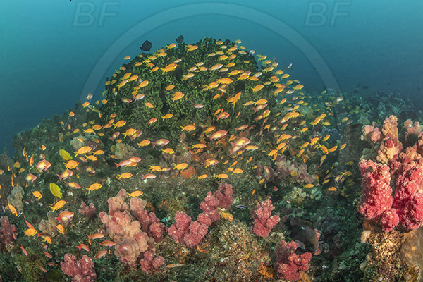 Landers, Umkomaas, South Africa, Indian ocean, Tubastraea micrantha, Tubastraea, Dendrophylliidae, Black sun coral, Coral, Anthozoa, Cnidaria, Cnidarian, Reef, Pseudanthias squamipinnis, Pseudanthias, Serranidae, Lyretail Anthias, Sea goldie, Anthias, Fish, Fish school