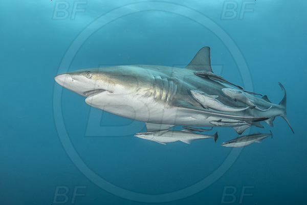 Aliwal shoal, Umkomaas, South Africa, Indian ocean, Carcharhinus limbatus, Carcharhinus, Carcharhinidae, Elasmobranchii, Oceanic blacktip shark, Shark, Echeneis naucrates, Echeneidae, Slender Suckerfish, Suckerfish, Fish