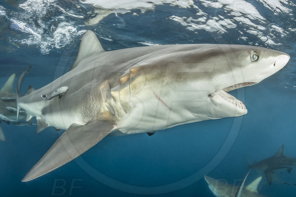Aliwal shoal, Umkomaas, South Africa, Indian ocean, Carcharhinus limbatus, Carcharhinus, Carcharhinidae, Elasmobranchii, Oceanic blacktip shark, Shark, Fish, Surface