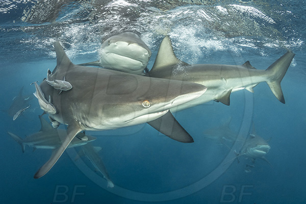 Aliwal shoal, Umkomaas, South Africa, Indian ocean, Carcharhinus limbatus, Carcharhinus, Carcharhinidae, Elasmobranchii, Oceanic blacktip shark, Shark, Fish, Shark school, Surface