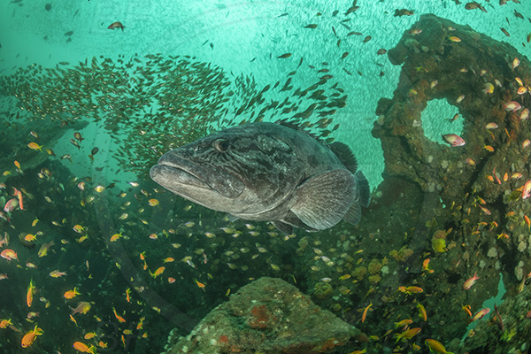 Umkomaas, South Africa, Indian ocean, Wreck Produce, Wreck, Parapriacanthus ransonneti, Parapriacanthus, Pempheridae, Glassfish, Glassy sweeper, Sweeper, Fish, Fish school, Epinephelus tukula, Epinephelus, Serranidae, Potato grouper, Grouper