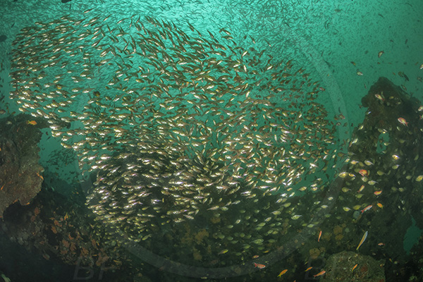 Umkomaas, South Africa, Indian ocean, Wreck Produce, Wreck, Parapriacanthus ransonneti, Parapriacanthus, Pempheridae, Glassfish, Glassy sweeper, Sweeper, Fish, Fish school