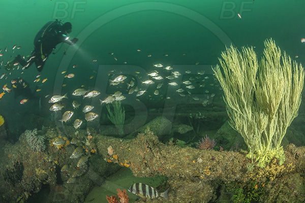 Umkomaas, South Africa, Indian ocean, Wreck Produce, Wreck, Antipathes sp., Antipathes, Antipathidae, Black coral, Coral, Anthozoa, Cnidaria, Cnidarian, Fish, Fish school, Diver