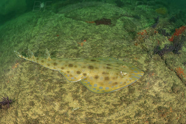 Wreck Nebo, Nebo, Wreck, Umkomaas, South Africa, Indian ocean, Acroteriobatus leucospilus, Acroteriobatus, Rhinobatidae, Elasmobranchii, Greyspot guitarfish, Guitarfish, Fish