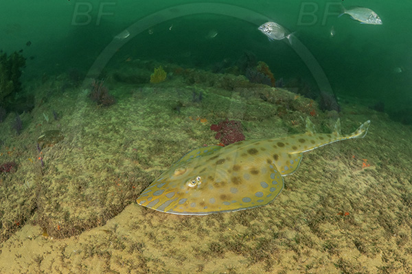 Wreck Nebo, Nebo, Wreck, Umkomaas, South Africa, Indian ocean, Acroteriobatus leucospilus, Acroteriobatus, Rhinobatidae, Elasmobranchii, Greyspot guitarfish, Guitarfish, Fish