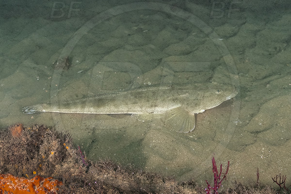 Umkomaas, South Africa, Indian ocean, Wreck Nebo, Wreck, Platycephalus indicus, Platycephalus, Platycephalidae, Bartail flathead, Flathead, Fish