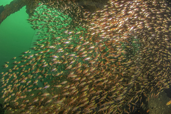 Umkomaas, South Africa, Indian ocean, Wreck Nebo, Wreck, Parapriacanthus ransonneti, Parapriacanthus, Pempheridae, Glassfish, Glassy sweeper, Sweeper, Fish, Fish school