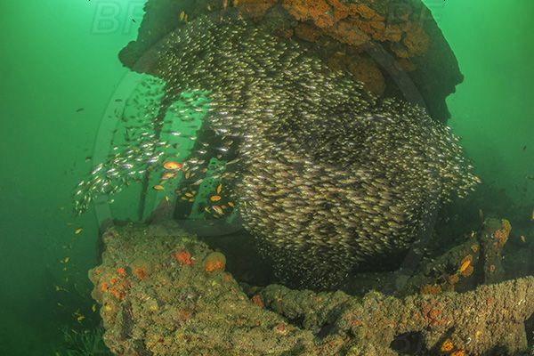 Umkomaas, South Africa, Indian ocean, Wreck Nebo, Wreck, Parapriacanthus ransonneti, Parapriacanthus, Pempheridae, Glassfish, Glassy sweeper, Sweeper, Fish, Fish school