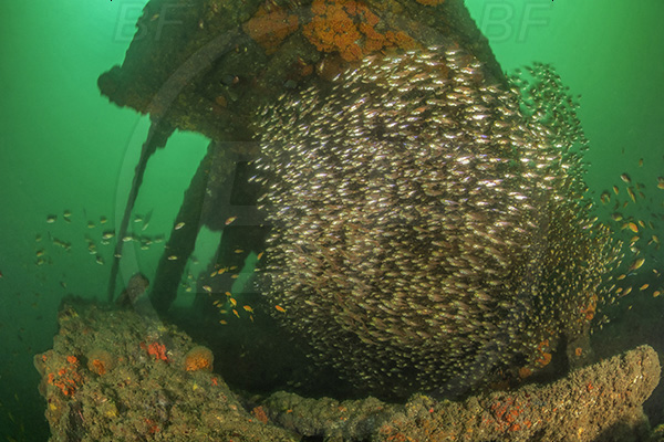 Umkomaas, South Africa, Indian ocean, Wreck Nebo, Wreck, Parapriacanthus ransonneti, Parapriacanthus, Pempheridae, Glassfish, Glassy sweeper, Sweeper, Fish, Fish school