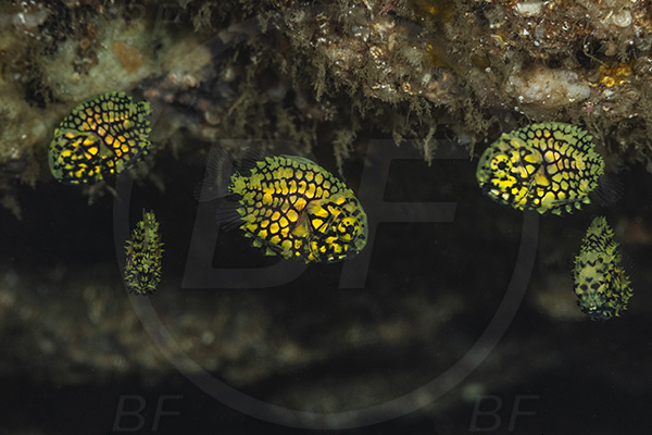 Aliwal shoal, Umkomaas, South Africa, Indian ocean, Monocentris japonica, Monocentris, Monocentridae, Pineapplefish, Fish, Juvenile, Fish school