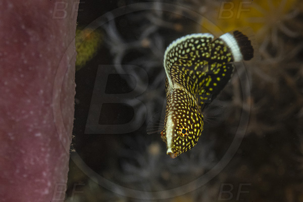 Aliwal shoal, Umkomaas, South Africa, Indian ocean, Anampses lineatus, Anampses, Labridae, Lined wrasse, Juvenile, Wrasse, Fish