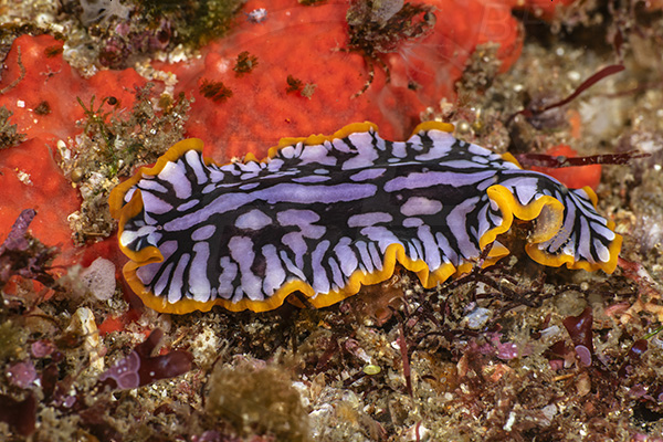Aliwal shoal, Umkomaas, South Africa, Indian ocean, Pseudoceros scintillatus, Pseudoceros, Pseudocerotidae, Platyhelminthes, Scintillating flatworm, Flatworm