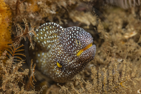 Aliwal shoal, Umkomaas, South Africa, Indian ocean, Gymnothorax nudivomer, Gymnothorax, Muraeninae, Yellowmouth moray, Moray, Fish, Portrait, Juvenile