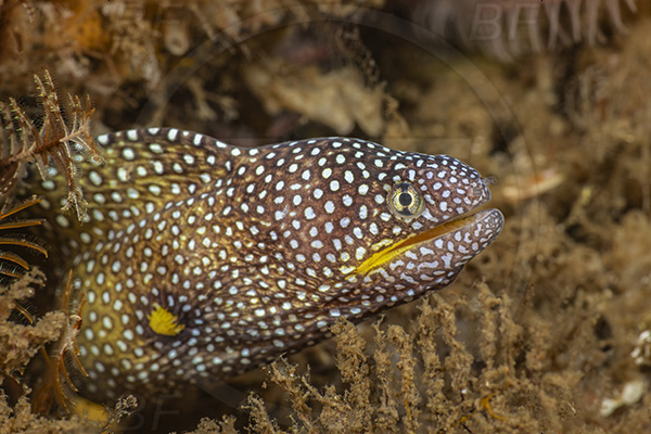 Aliwal shoal, Umkomaas, South Africa, Indian ocean, Gymnothorax nudivomer, Gymnothorax, Muraeninae, Yellowmouth moray, Moray, Fish, Portrait, Juvenile