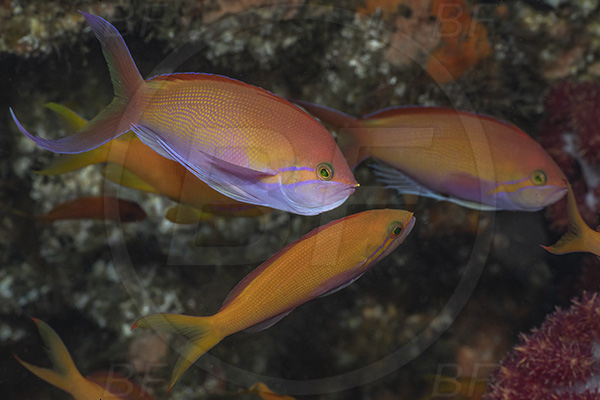 Aliwal shoal, Umkomaas, South Africa, Indian ocean, Nemanthias carberryi, Nemanthias, Serranidae, Carberrryi anthias, Threadfin anthias, Anthias, Fish