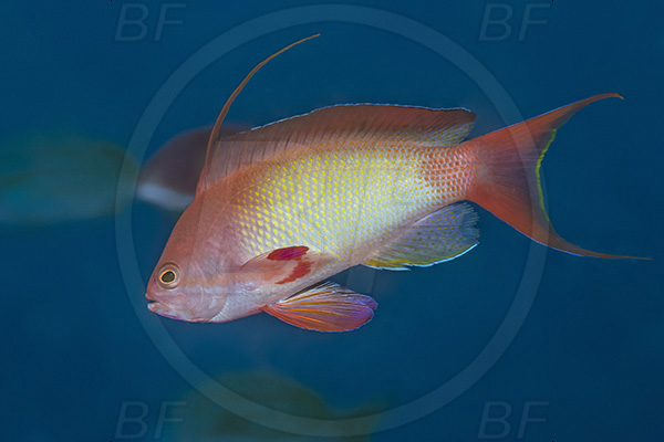 Aliwal shoal, Umkomaas, South Africa, Indian ocean, Pseudanthias squamipinnis, Pseudanthias, Serranidae, Lyretail Anthias, Sea goldie, Anthias, Fish, Male