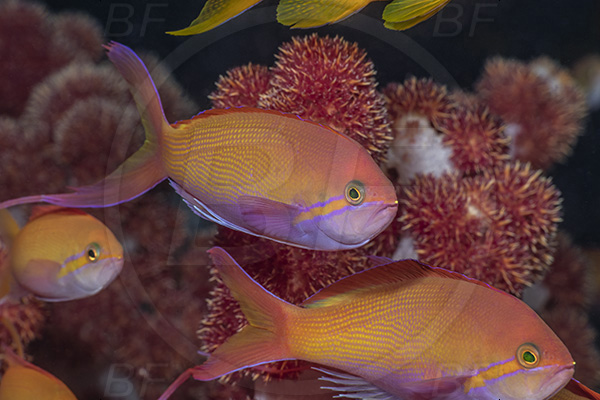 Aliwal shoal, Umkomaas, South Africa, Indian ocean, Nemanthias carberryi, Nemanthias, Serranidae, Carberrryi anthias, Threadfin anthias, Anthias, Fish