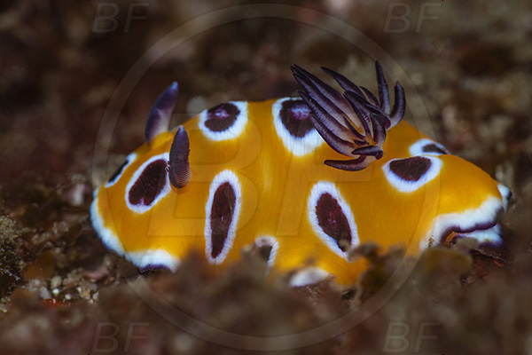 Aliwal shoal, Umkomaas, South Africa, Indian ocean, Goniobranchus sp., Goniobranchus, Chromodorididae, Purple-spot nudibranch, Nudibranch, Sea slug, Gastropoda, Mollusca, Mollusc