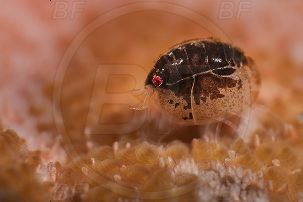 Aliwal shoal, Umkomaas, South Africa, Indian ocean, Cyproidea sp., Cyproidea, Cyproideidae, Ladybug amphipod, Ornate amphipod, Amphipoda, Crustacea, Crustacean