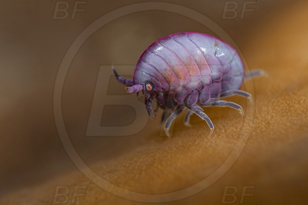 Aliwal shoal, Umkomaas, South Africa, Indian ocean, Cyproidea sp., Cyproidea, Cyproideidae, Ladybug amphipod, Ornate amphipod, Amphipoda, Crustacea, Crustacean